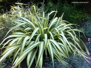 Phormium cookianum 'Cream Delight' 1